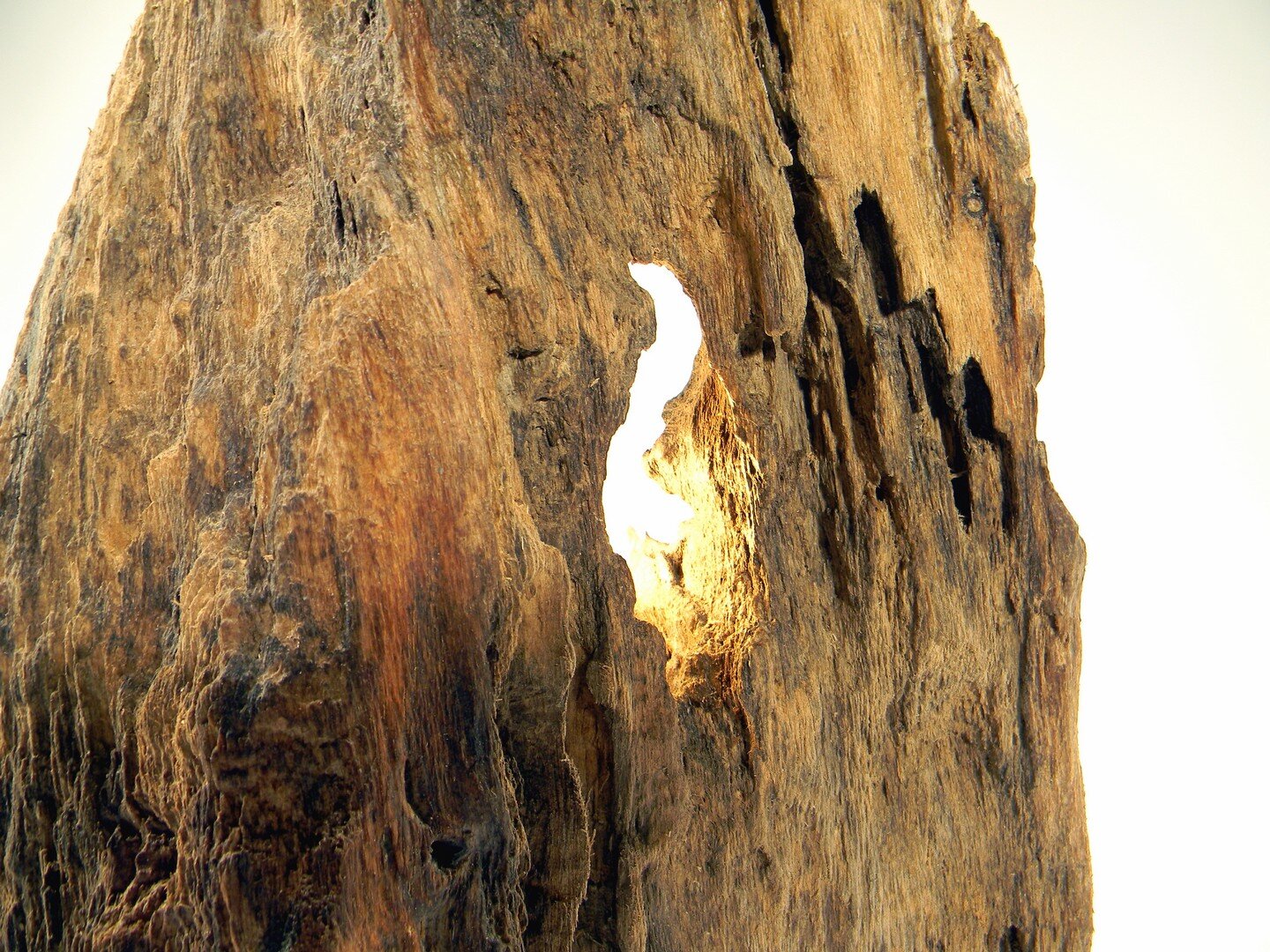 Lampada legno con tronco d'albero scolpito rock