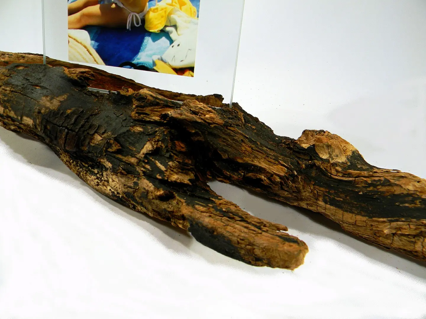 Portafoto tronco di legno con corteccia